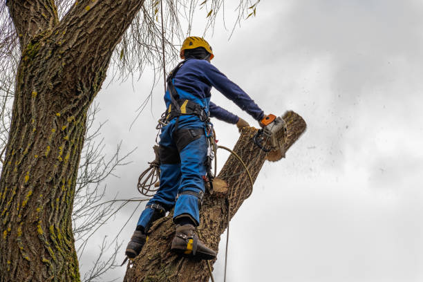 Best Root Management and Removal  in Atglen, PA