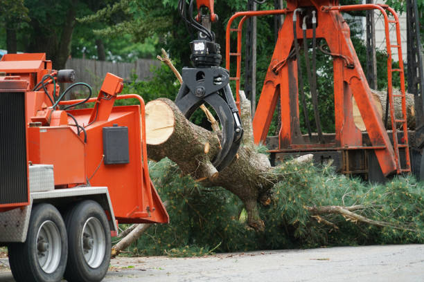 Reliable Atglen, PA  Tree Services Solutions